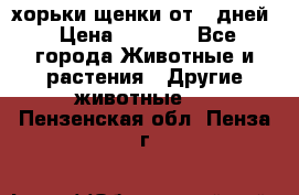 хорьки щенки от 35дней › Цена ­ 4 000 - Все города Животные и растения » Другие животные   . Пензенская обл.,Пенза г.